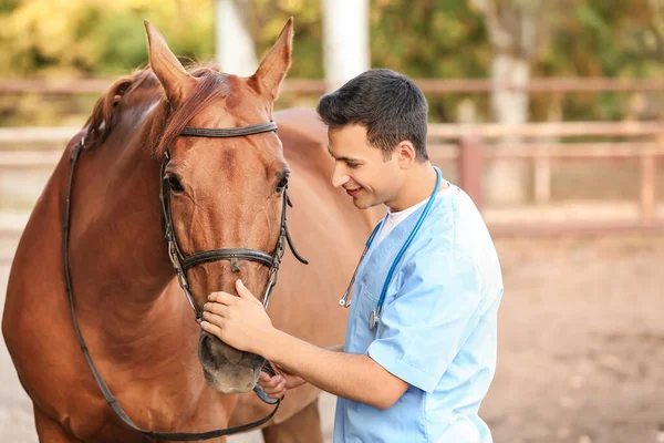 Veterinarian examining cute horse outdoors