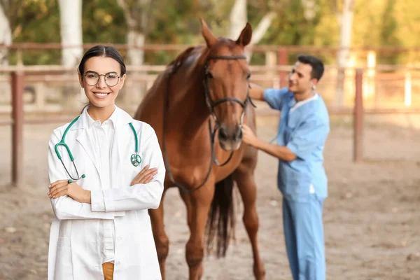 Veterinarians examining cute horse outdoors