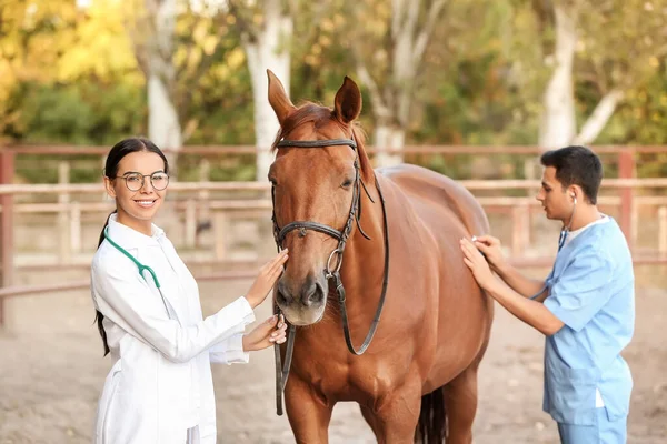 Veterinários Examinando Cavalo Bonito Livre — Fotografia de Stock