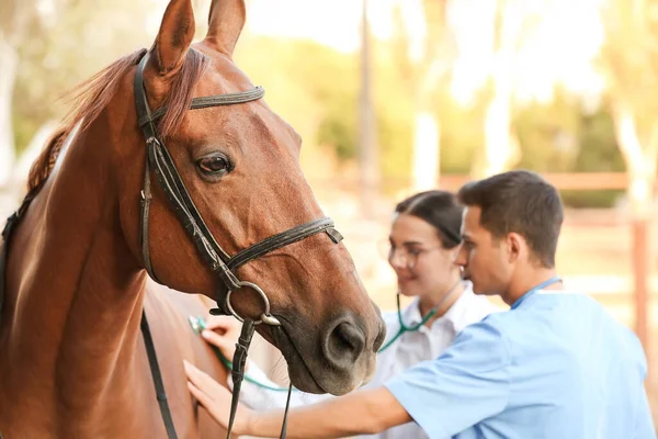 Veterinarians examining cute horse outdoors