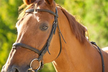Güneşli bir günde açık havada güzel kahverengi at