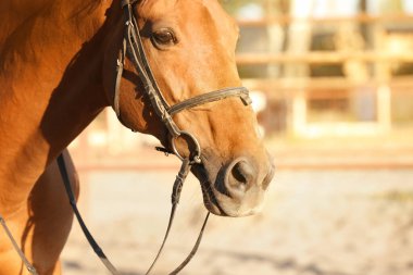 Güneşli bir günde açık havada güzel kahverengi at
