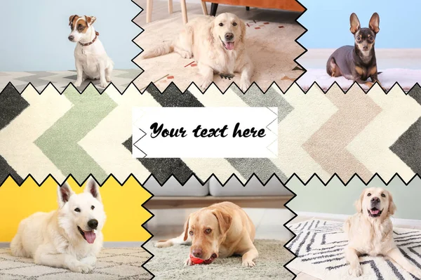 Collage Different Dogs Soft Carpets Home Place Text — Stock Photo, Image