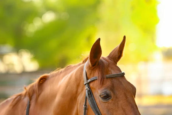 Beautiful Brown Horse Outdoors Sunny Day — Stock Photo, Image