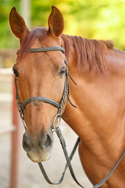 Beautiful Brown Horse Outdoors Sunny Day — Stock Photo, Image