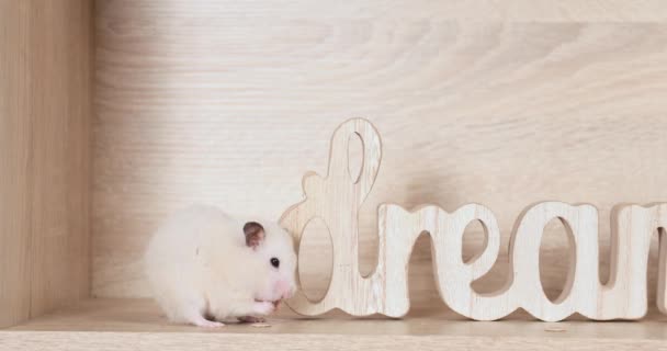 Owner Feeding Cute Hamster Home — Stock Video