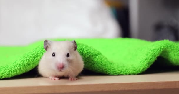 Söt Rolig Hamster Och Mjuk Handduk Bordet — Stockvideo