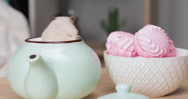 Hamster Bonito Procura Doces Mesa Cozinha — Vídeo de Stock