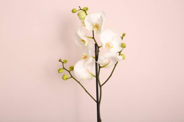 Açık arkaplanda güzel orkide çiçekleri