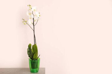 Masada ışık arkaplanına karşı güzel bir orkide bitkisi