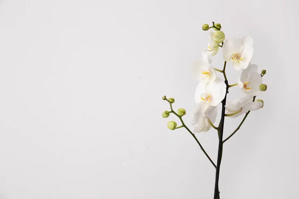 Beautiful Orchid Flowers Light Background — Stock Photo, Image