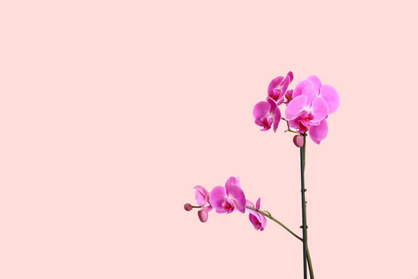 Hermosas Flores Orquídea Sobre Fondo Claro — Foto de Stock