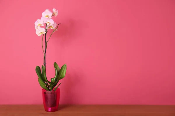 Красива Рослина Орхідей Столі Кольоровому Фоні — стокове фото