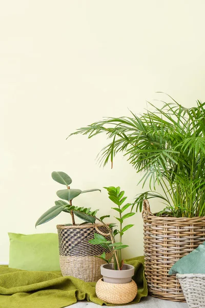 Wicker Baskets Houseplants Plaid Pillow Floor Color Wall — Stock Photo, Image