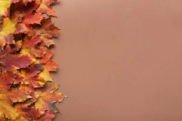 Hojas Brillantes Otoño Sobre Fondo Color — Foto de Stock