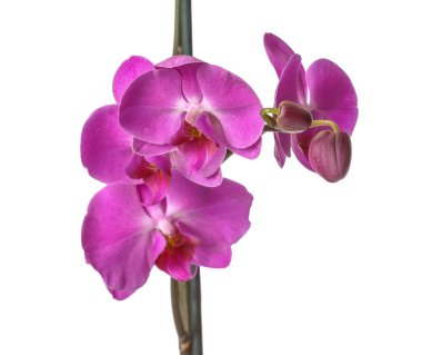 Beyaz arkaplanda güzel orkide çiçekleri