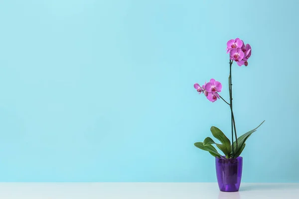 Красива Рослина Орхідей Столі Кольоровому Фоні — стокове фото