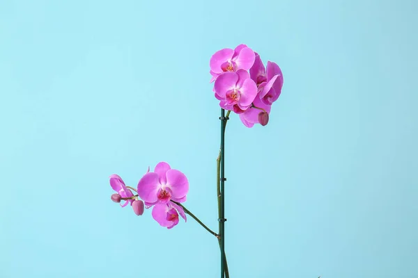 Belles Fleurs Orchidée Sur Fond Couleur — Photo
