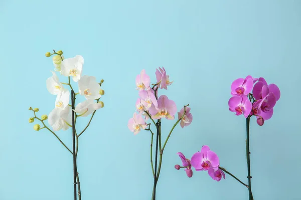Krásné Orchidej Květiny Barevném Pozadí — Stock fotografie