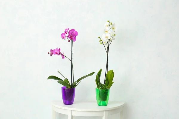 Beautiful Orchid Plants Table Light Background — Stock Photo, Image