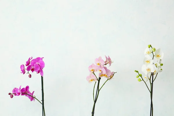 Açık Arkaplanda Güzel Orkide Çiçekleri — Stok fotoğraf