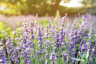 Yaz günü açan güzel lavanta