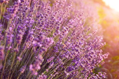 Yaz günü açan güzel lavanta