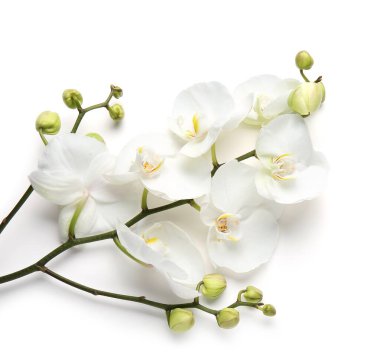 Beyaz arkaplanda güzel orkide çiçekleri