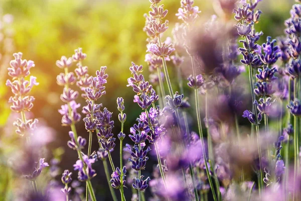 Beautiful Blooming Lavender Summer Day — Stock Photo, Image