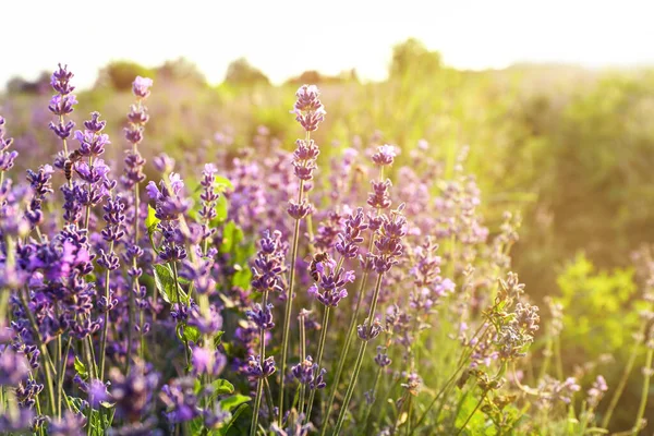 Beautiful Blooming Lavender Summer Day — Stock Photo, Image