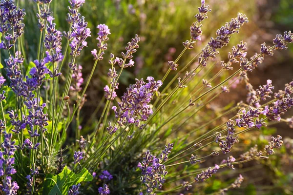Beautiful Blooming Lavender Summer Day — Stock Photo, Image