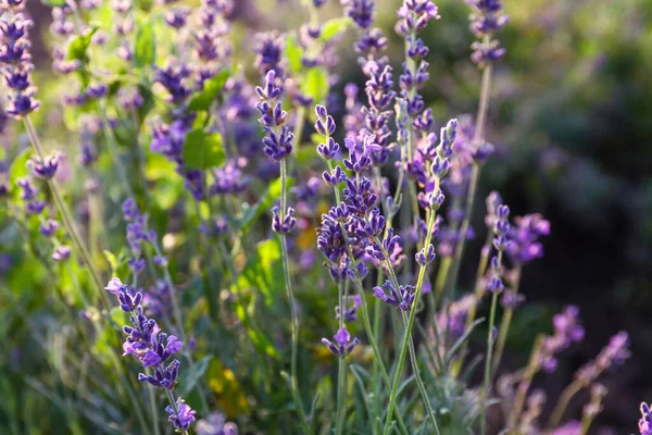 Beautiful Blooming Lavender Summer Day Closeup — Stock Photo, Image