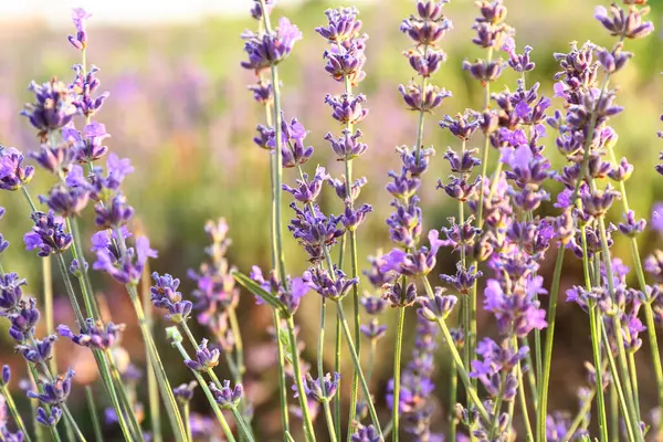 Beautiful Blooming Lavender Summer Day Closeup — Stock Photo, Image