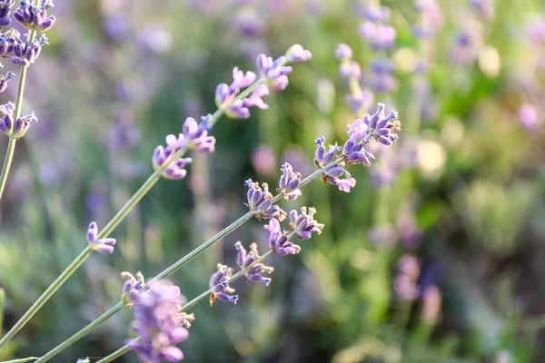 Beautiful Blooming Lavender Summer Day Closeup — Stock Photo, Image