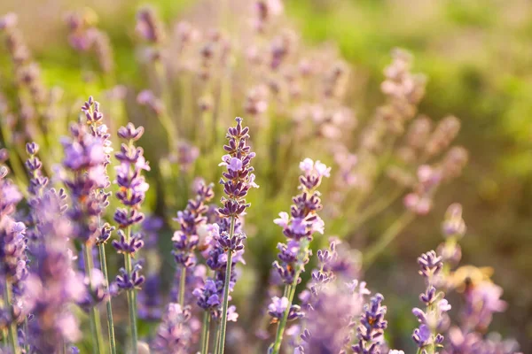 Beautiful Blooming Lavender Summer Day Closeup — Stock Photo, Image