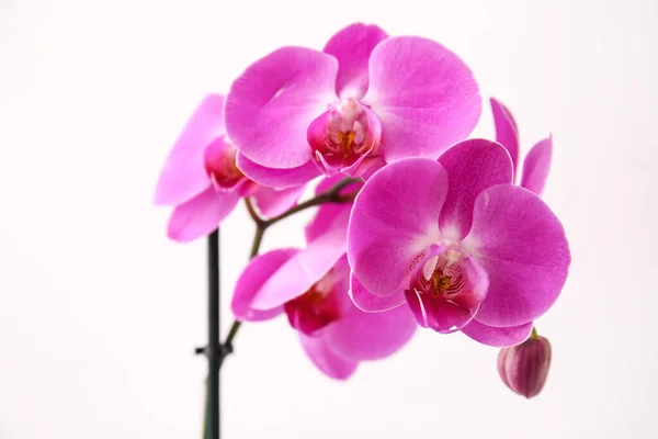 Beautiful Orchid Flowers Light Background — Stock Photo, Image