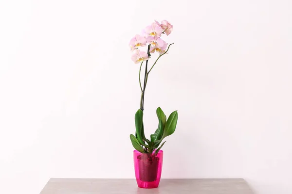 Planta Bonita Orquídea Tabela Contra Fundo Claro — Fotografia de Stock
