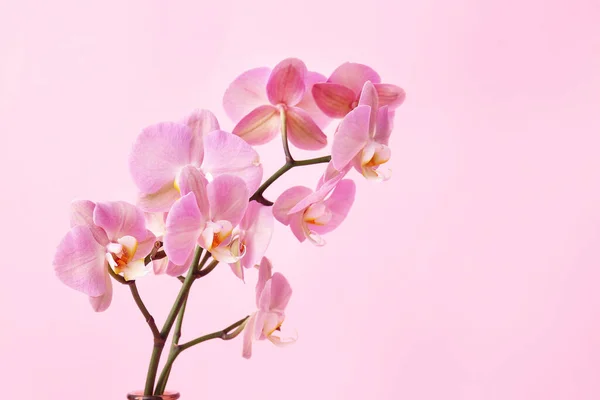 Krásné Orchidej Květiny Barevném Pozadí — Stock fotografie
