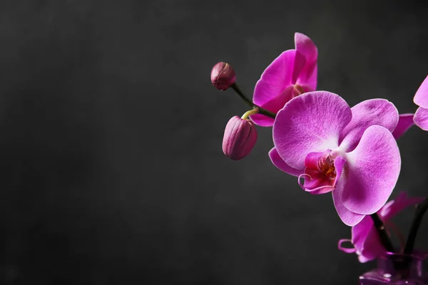 Schöne Orchideenblumen Auf Dunklem Hintergrund — Stockfoto