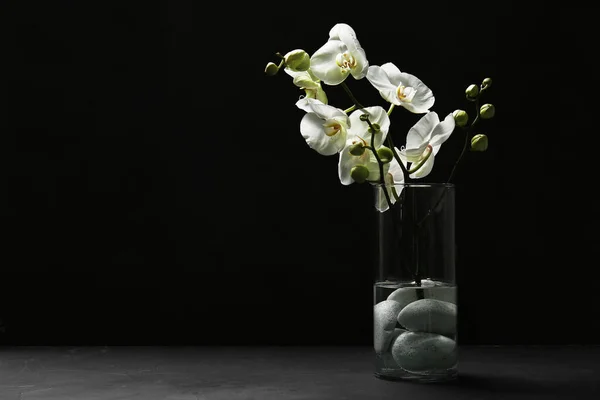 Vaso Com Belas Flores Orquídea Fundo Escuro — Fotografia de Stock