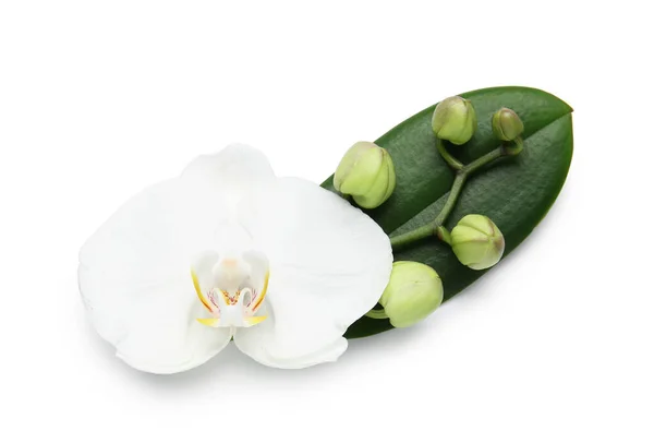 Beautiful Orchid Flower Leaf Buds White Background — Stock Photo, Image