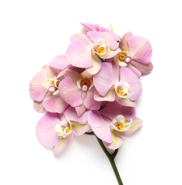 Beautiful Orchid Flowers White Background — Stock Photo, Image