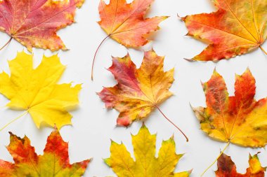 Beyaz arkaplanda parlak sonbahar yaprakları