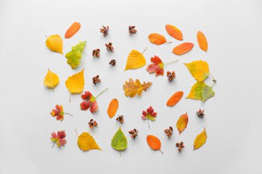 Beyaz arkaplanda yaprakları olan güzel sonbahar kompozisyonu