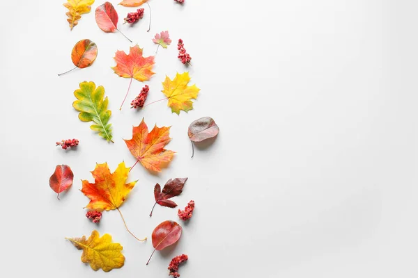 Bright Autumn Leaves White Background — Stock Photo, Image