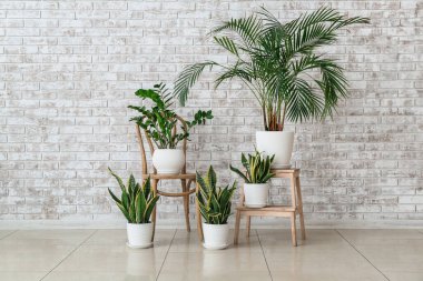 Ev bitkileriyle dolu bir odanın içinde.