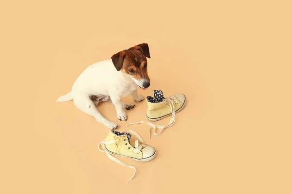 面白いいたずらな犬で靴上の色の背景 — ストック写真