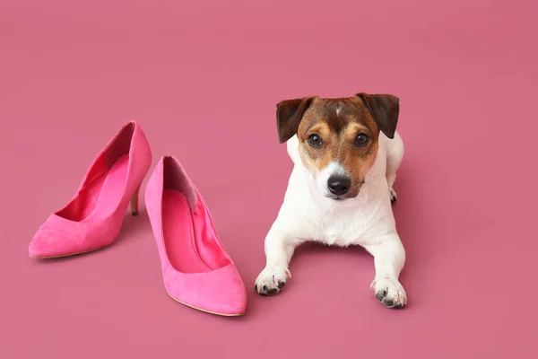 Funny Naughty Dog Shoes Color Background — Stock Photo, Image
