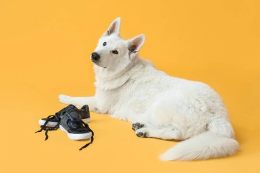 Renkli arka planda ayakkabılarla oynayan komik yaramaz köpek