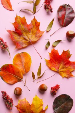 Renk arkaplanında sonbahar yaprakları olan kompozisyon